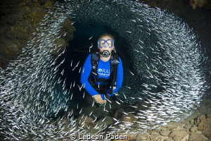 Silversides and A Diver in Grand Cayman by Ledean Paden 